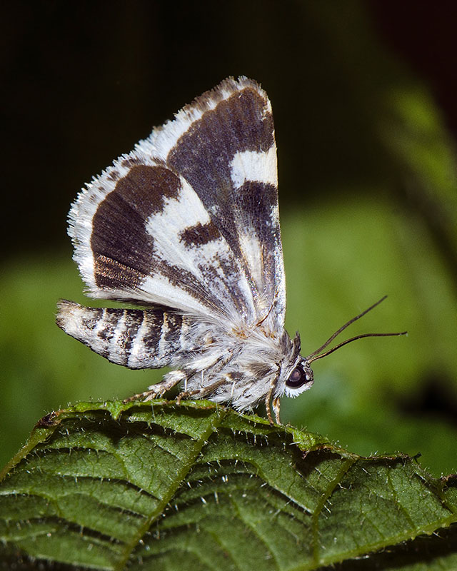 Acontia (Acontia) lucida - Noctuidae